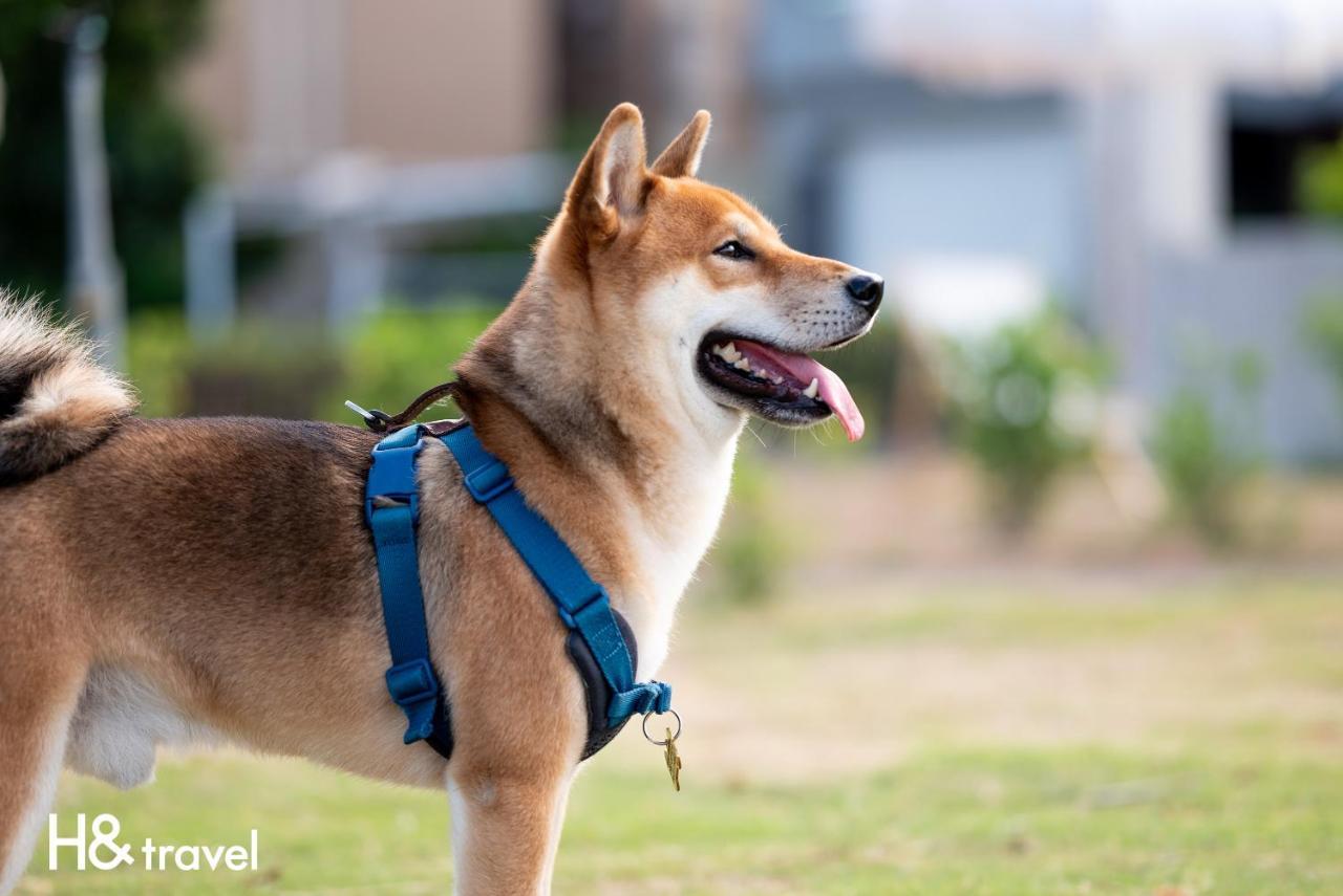 Taitung Rainbow Pet Friendly Maison Resort Kültér fotó